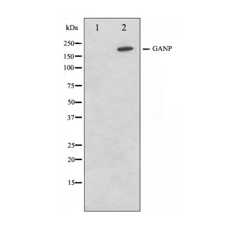 GANP Antibody